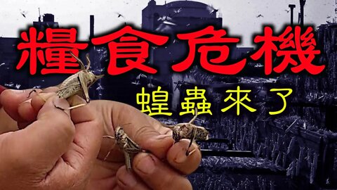 蝗蟲大面積出現在吉林、黑龍江,大米收購價格翻倍,如何應對糧食危機?