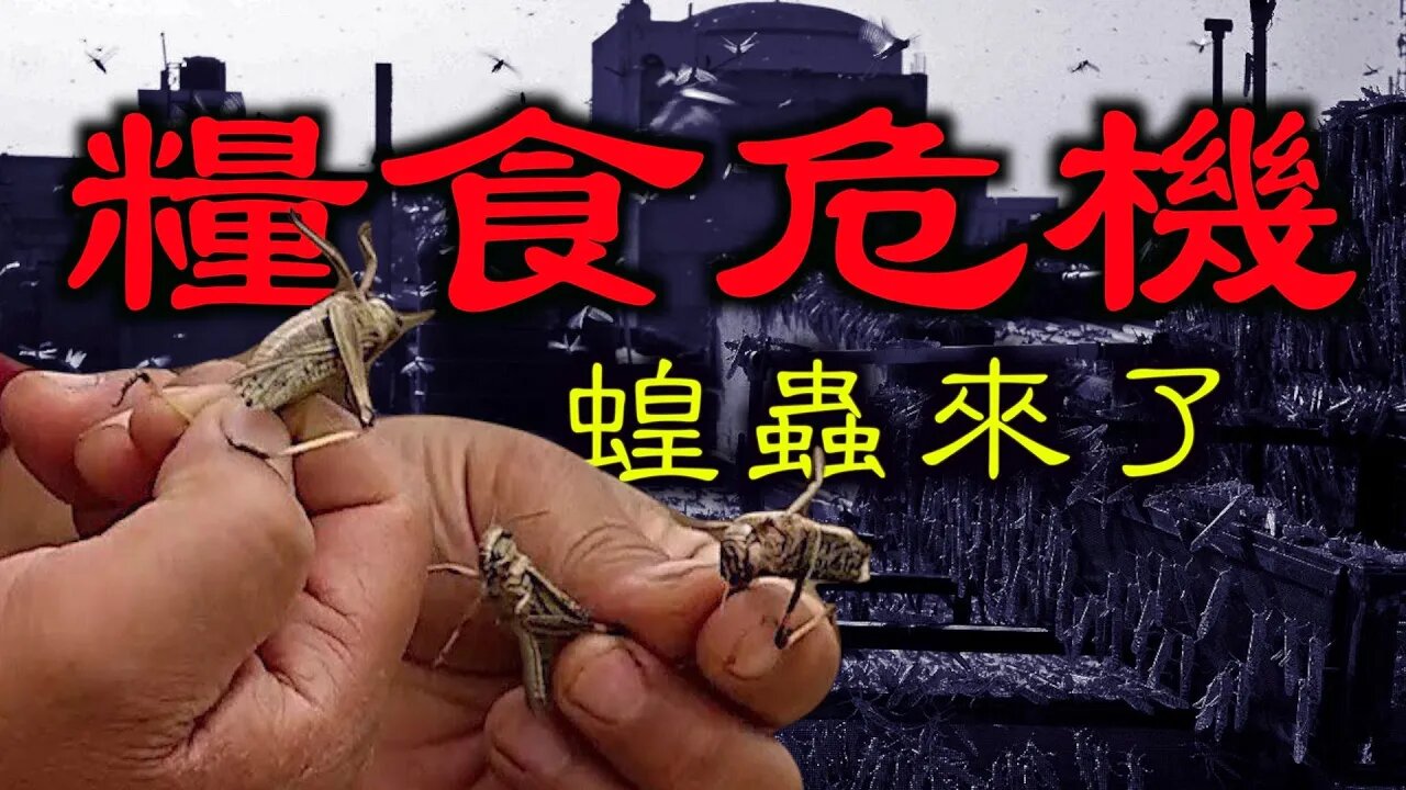 蝗蟲大面積出現在吉林、黑龍江,大米收購價格翻倍,如何應對糧食危機?