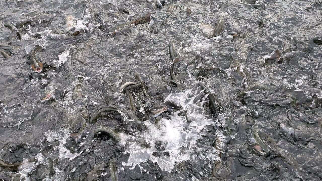 SAN JOAQUIN HATCHERY found trouts