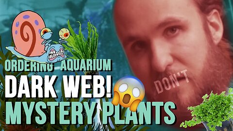 Don't Order Aquarium Plants On Ebay