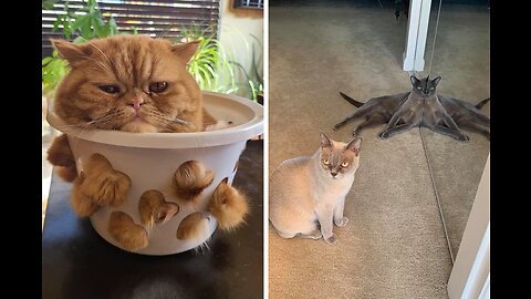 Funny Cat Compilation part #2