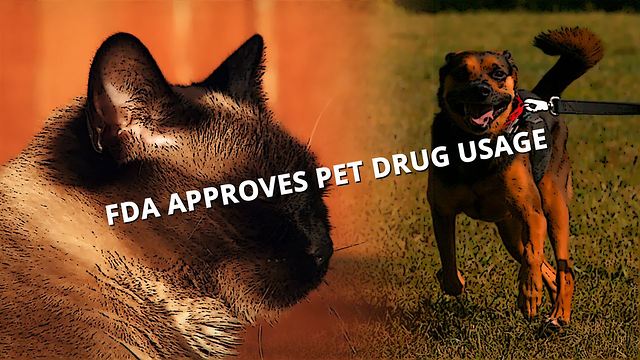 Pets will chill about fireworks thanks to new drug