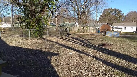 Max and Bo playing.