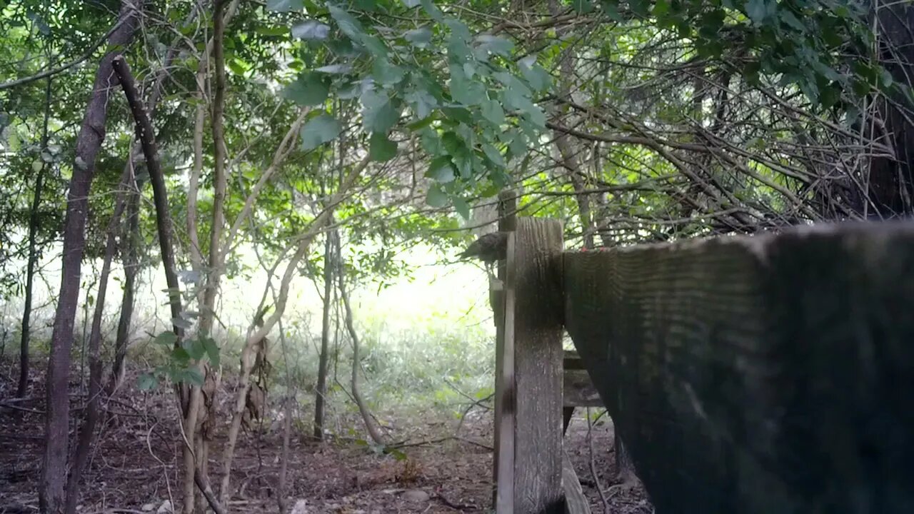 Small Turkey on the fence about things