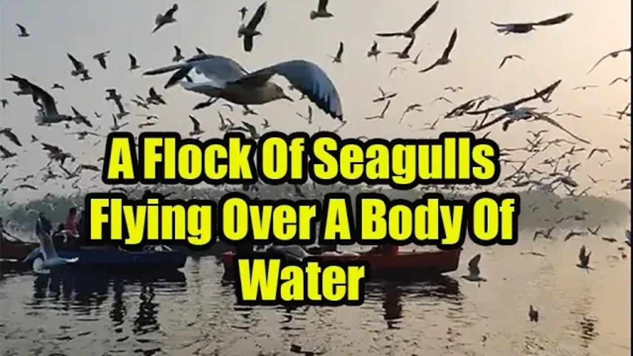 Thousands Of Seagull Flying Over A Body Of Water