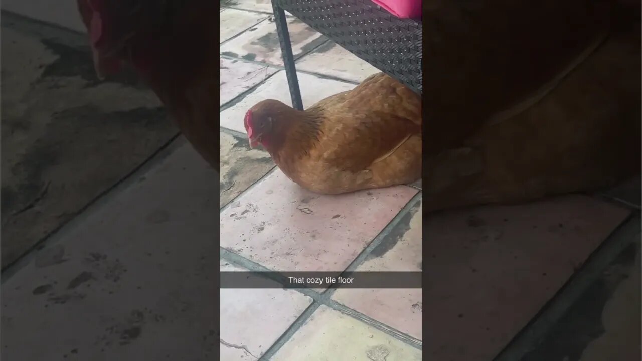 Day in the Life of a Chicken Owner