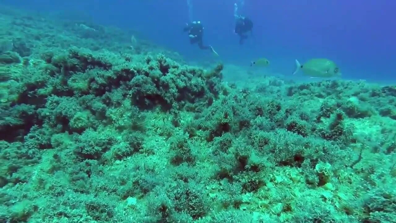 short coral reef video .