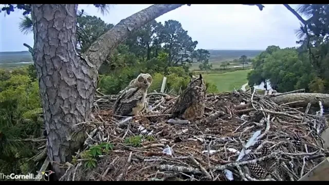 The Owlet Casts a Pellet 🦉 4/14/22 14:52