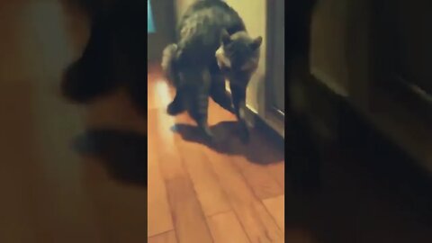 Did you get what is she doing ?