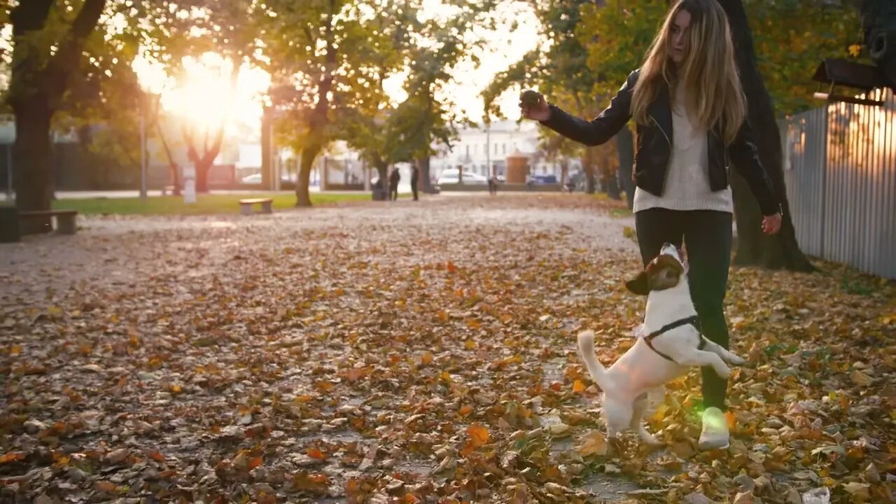 Young woman playing with cute jack russel terrier in autumn park during sunset, slow motion