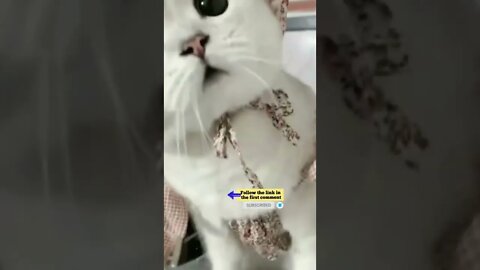 cute cat videos 😹 funny videos 😂 715 😻 #shorts #shortsfunny #cutecat #funnycat #catvideos #catscare