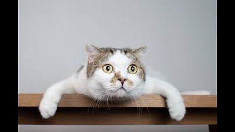 Funny cat videos how to talk with cat it’s really funny 💔😂