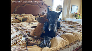 Sweet Great Dane Loves To Snuggle With Her Stuffie Toys In Bed