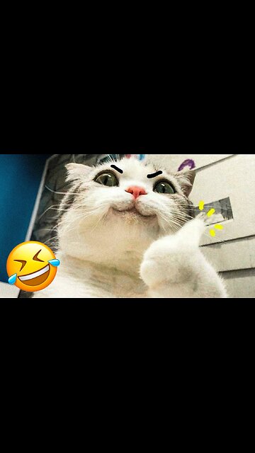 The funniest CAT and DOG shorts ever! 🤣Funny animal videos 2024 #47🐈