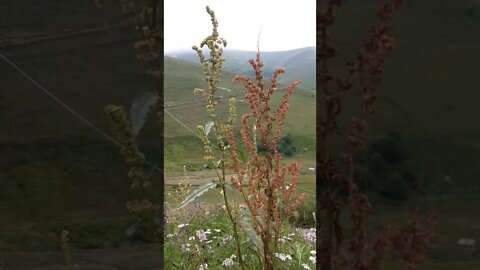 PEKİ YA BU ÇİÇEK TÜRÜNE NE DERSİNİZ?