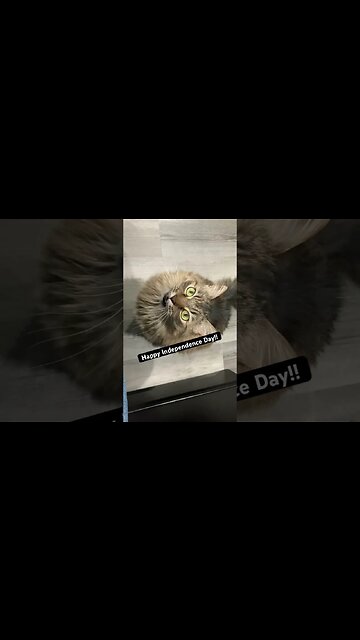 Album interrupted! 😼🐈‍⬛😼🐈‍⬛ Happy Independence Day!