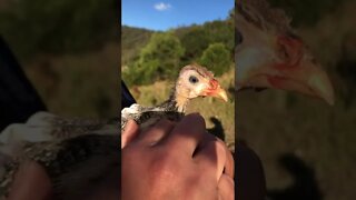 Injured baby guinea fowl enjoying her outdoors time