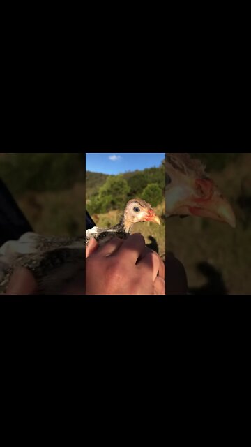 Injured baby guinea fowl enjoying her outdoors time