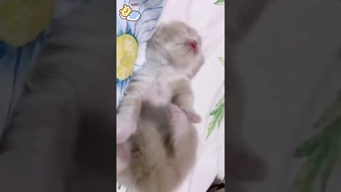 funny cat videos | cute cat videos| cute animals funny cats #shorts #shortsfunny #cutecat #funnycat