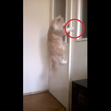 Cat opens door upon owner's command