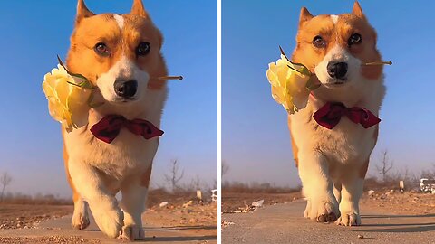 Pup Walks Smoother Than You Ever Could!