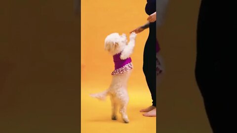 So Cute puppy dog || #shorts #shortsfeed #youtubepets_&_animals