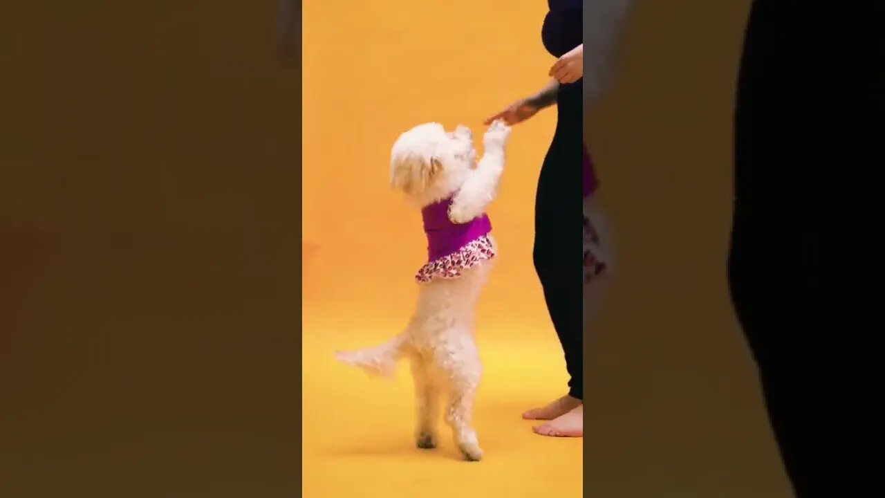 So Cute puppy dog || #shorts #shortsfeed #youtubepets_&_animals