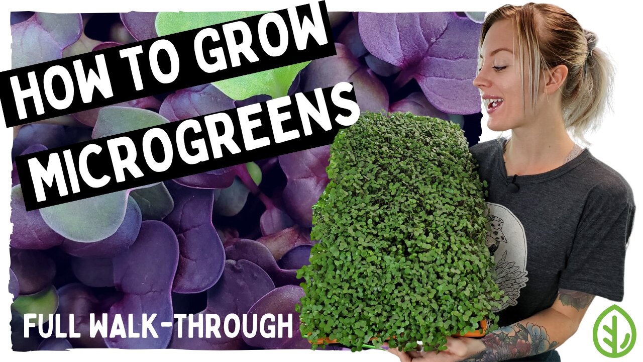 Microgreens Guide for Beginners ( FULL WALK-THROUGH WITH TIPS & TRICKS)