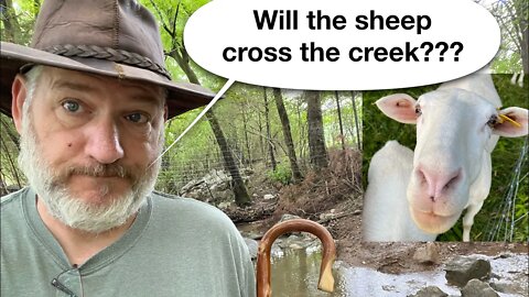 Will the sheep cross the creek???