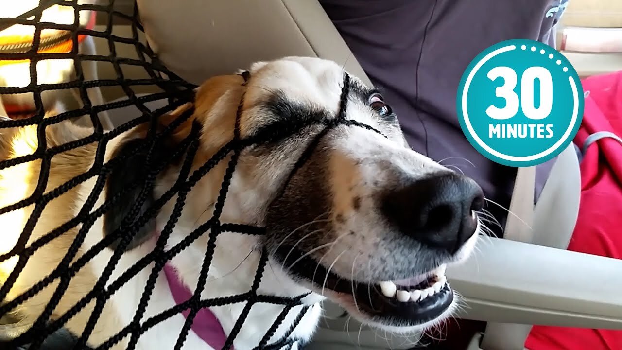 Try Not to Laugh CHALLENGE | 30 Minutes of Funny Dogs 2023