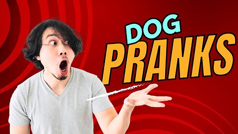 Dog pranks at its limit