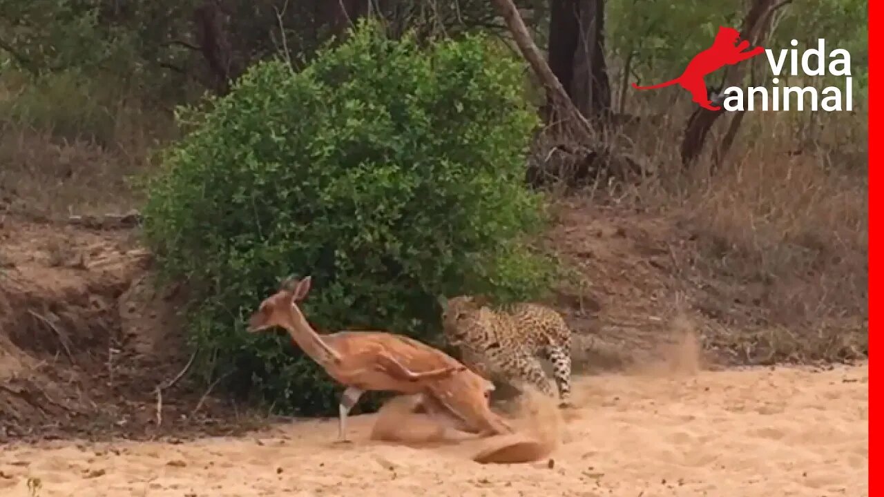 SEM MISERICÓRDIA LEOPARDO ATACA ANTÍLOPE CEGO - VIDA ANIMAL