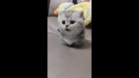 Cute Baby Cat 😺