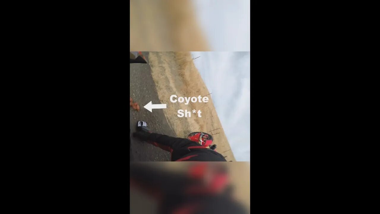 biker hits coyote poop...