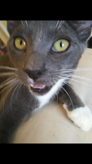 Crazy cat with plastic bag watch till the end