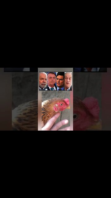 Se você gosta de políticos NÃO ASSISTA! Galinha dos Olhos Azuis. Seu deslike não faz diferença🤣VAZA