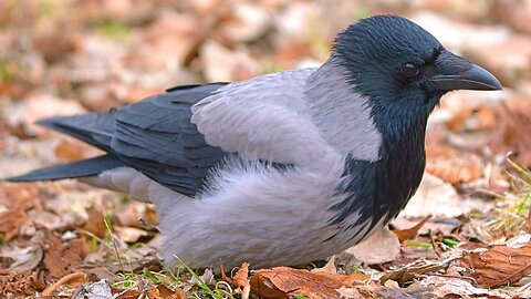 Friendly Foraging Hooded Crow Comes in for a Close-up