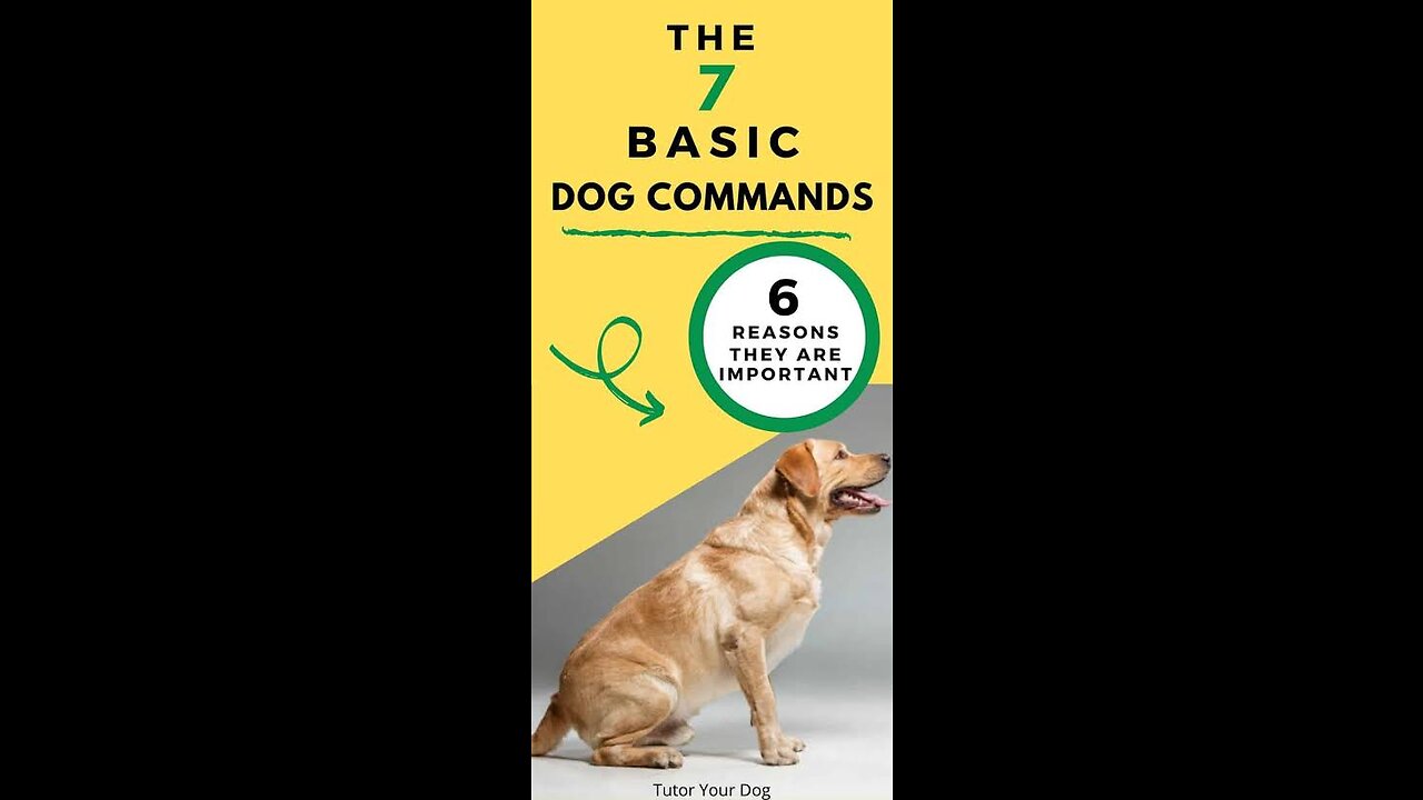 Basic dog training/basic commands for every dog /Top 7 commands
