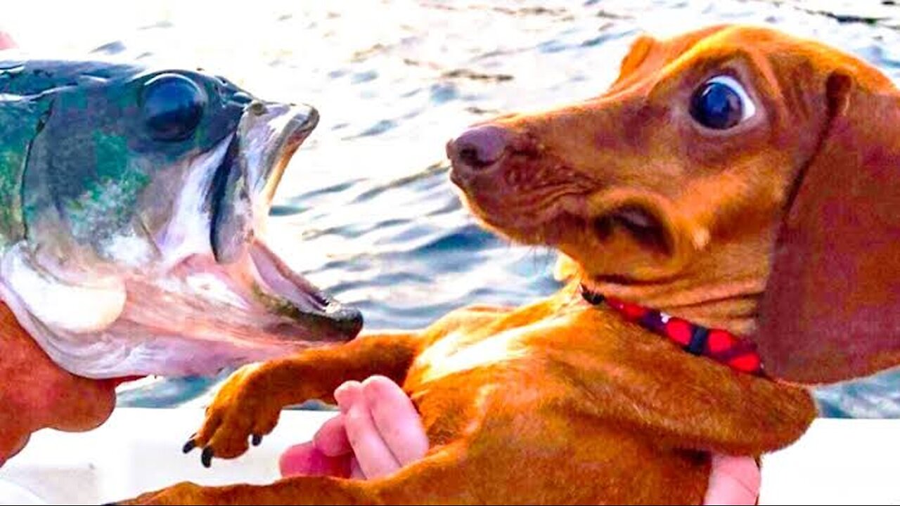 Funny animal videos