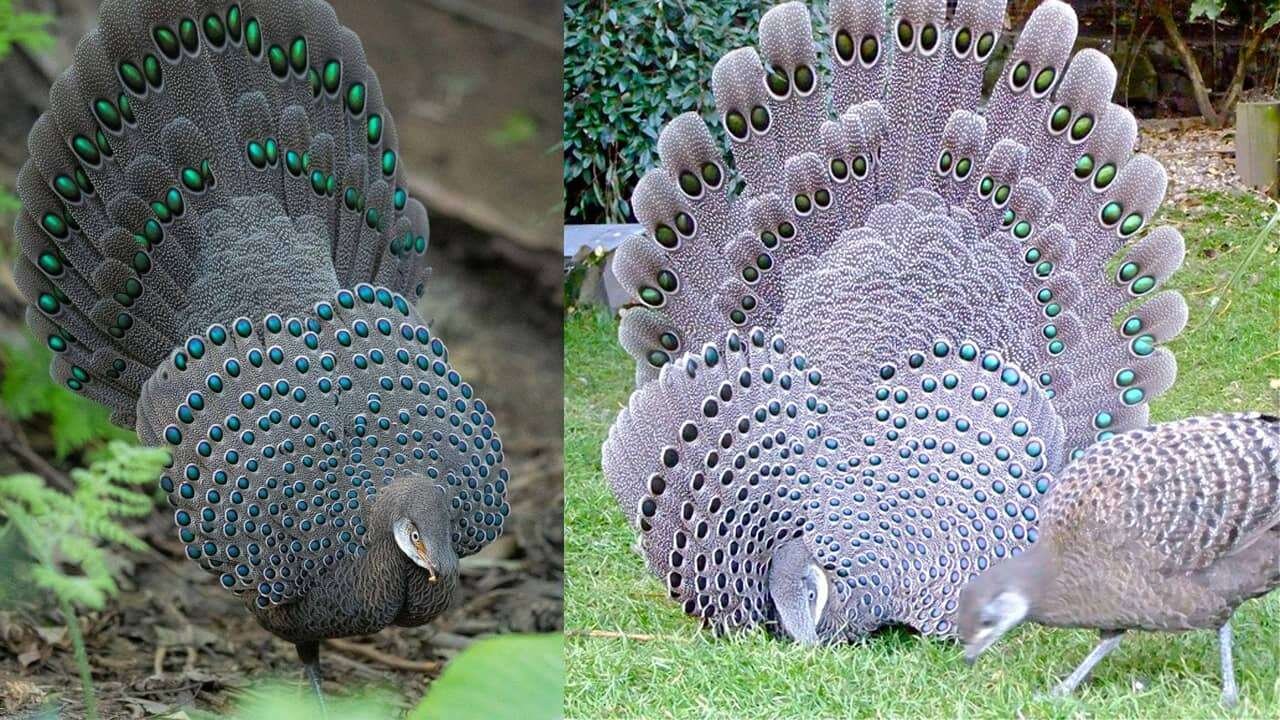 Beautiful and Rare Peacock in the World