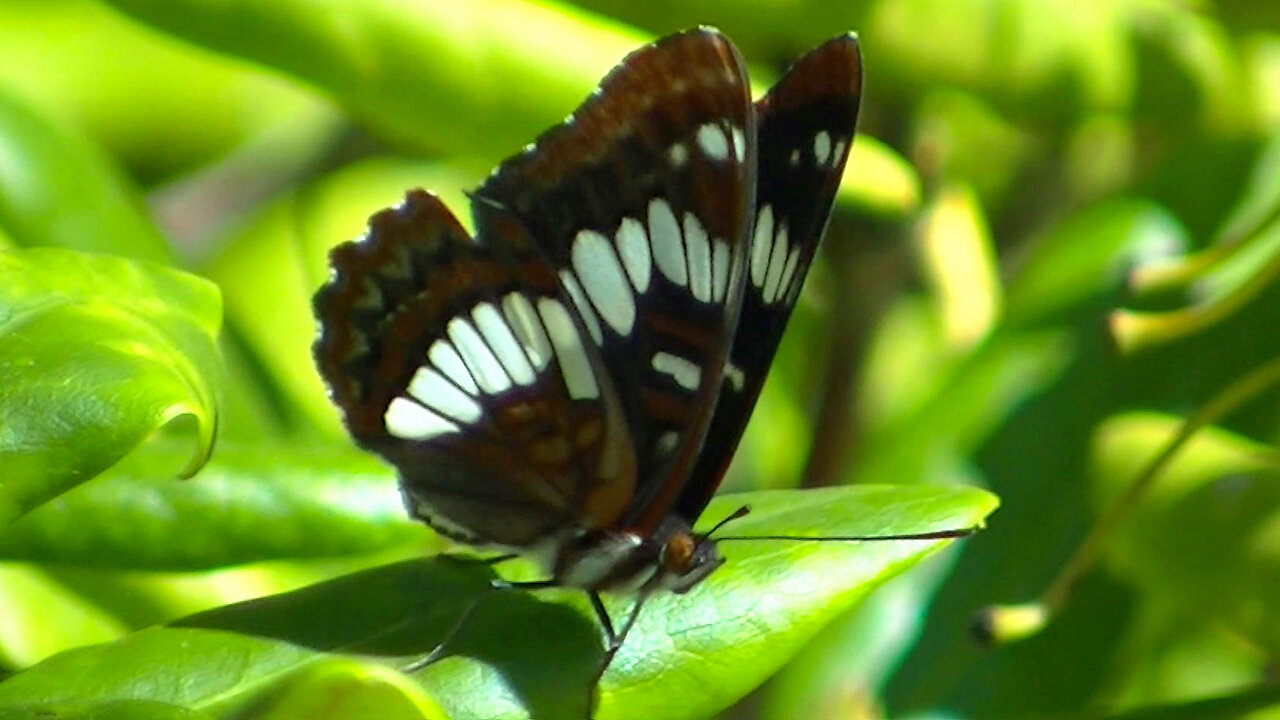 IECV NV #713 - 👀 Beautiful Butterfly 🦋 In The Bush 9-2-2018