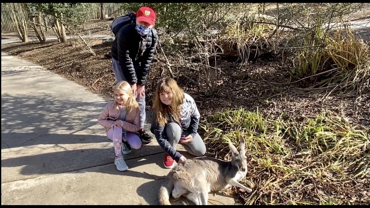 We Pet a 'Roo at The Nashville Zoo🦘