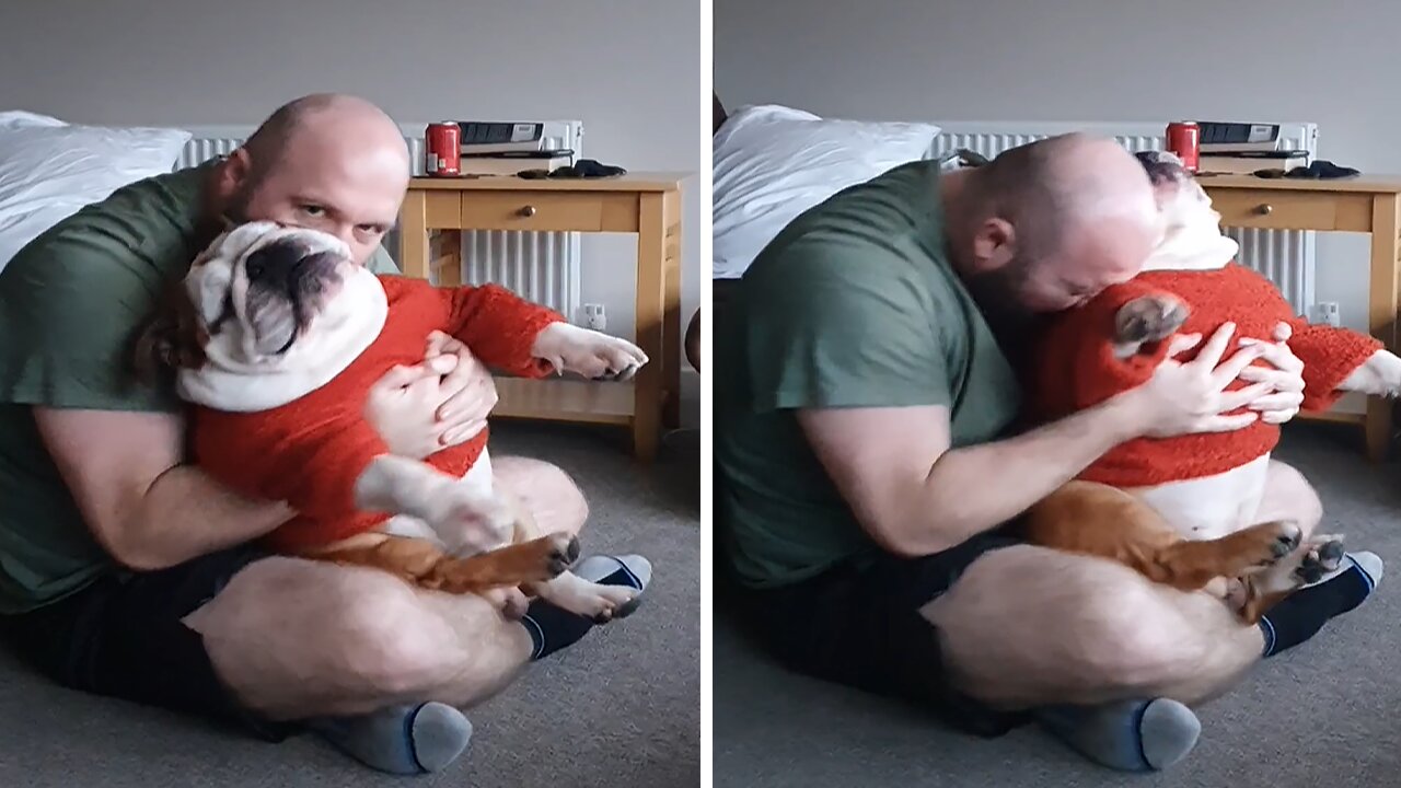 Big Bulldog Adorably Cuddles With Owner