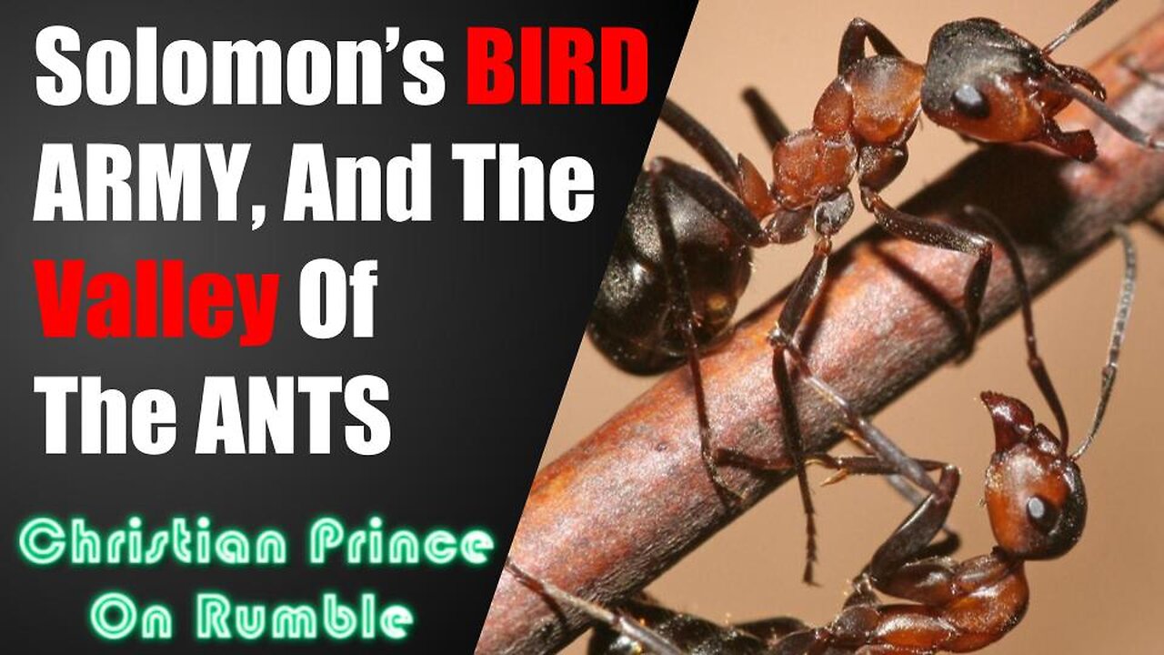 Who Makes Quran, Allah or the Ants?