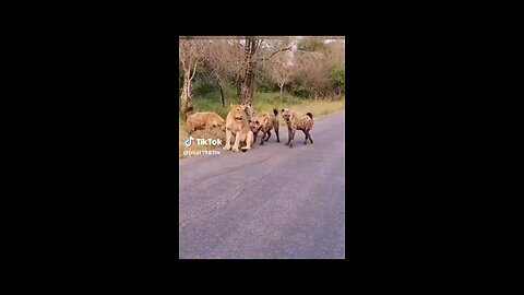 Dangerous animal fight ever😳😳