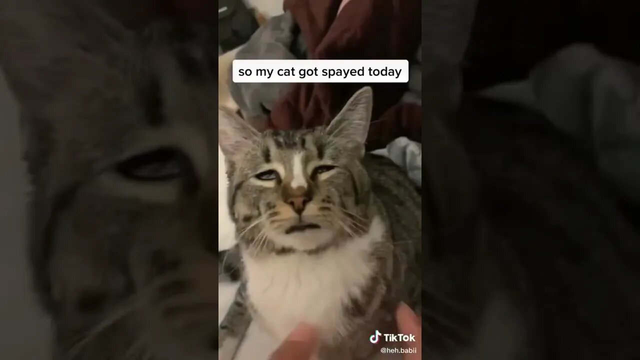 Cat Is Super High I TikTok