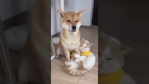 Mutual love between the cat and the dog . big hug