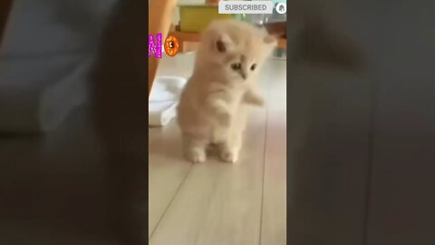 cute cat videos 😹 funny videos 😂🤗💜