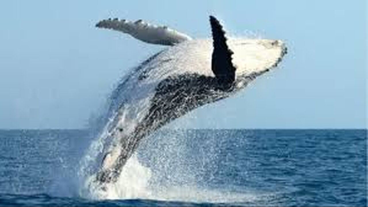 beautiful moments whale jumping viral trend