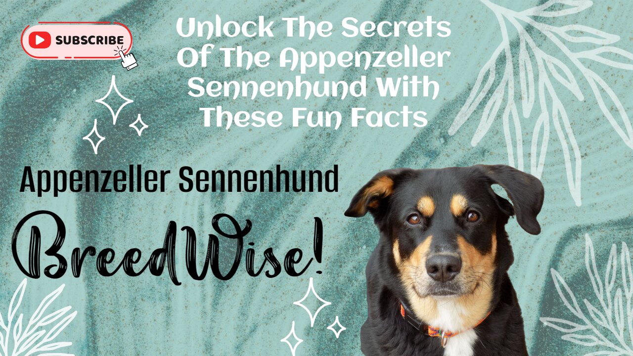 Discovering the Swiss Alps’ Gem: The Appenzeller Sennenhund